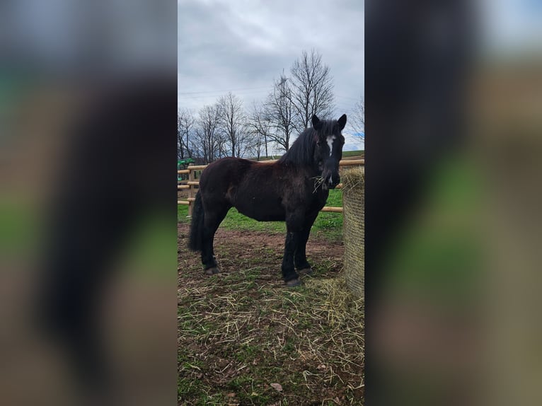 Polacco da Tiro Giumenta 13 Anni 153 cm in Bannewitz