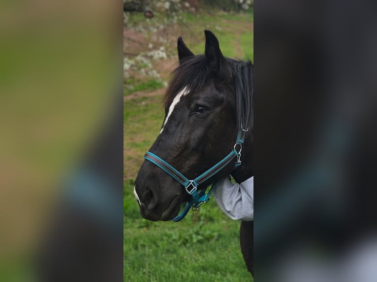 Polacco da Tiro Giumenta 13 Anni 153 cm in Bannewitz