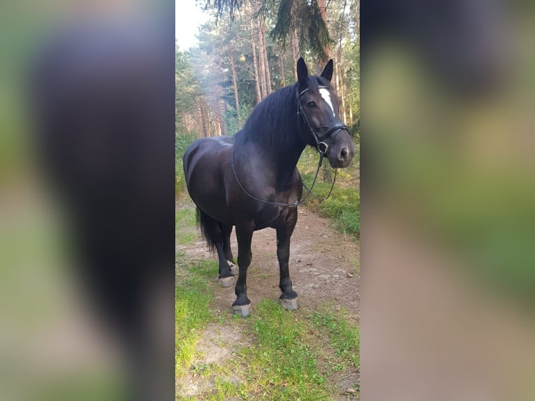 Polacco da Tiro Giumenta 13 Anni 153 cm in Bannewitz