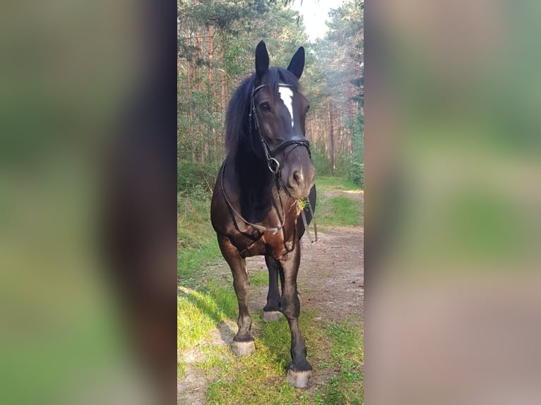 Polacco da Tiro Giumenta 13 Anni 153 cm in Bannewitz