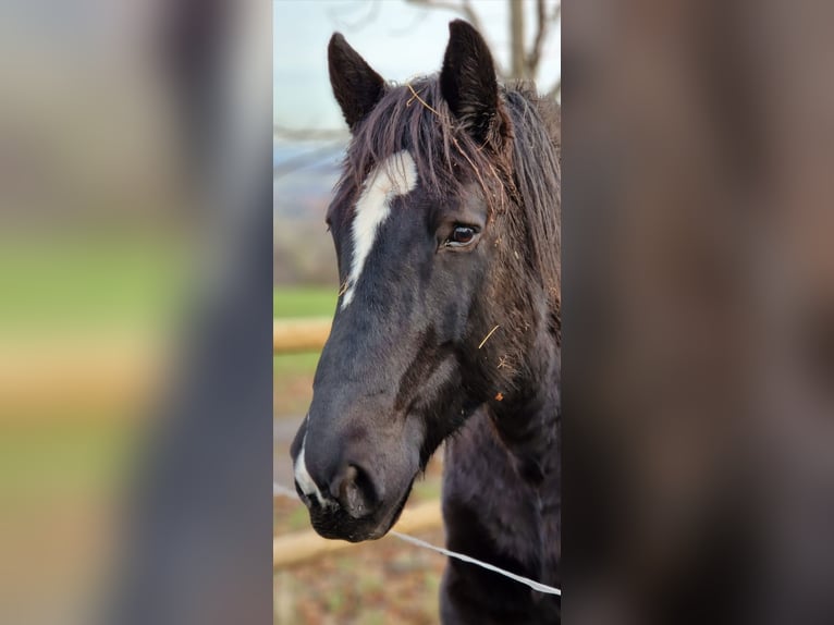 Polacco da Tiro Giumenta 13 Anni 153 cm in Bannewitz