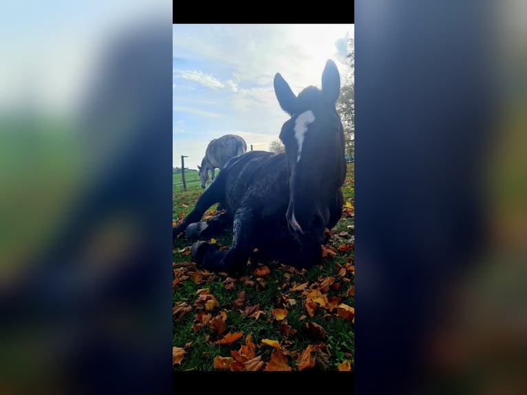 Polacco da Tiro Giumenta 13 Anni 153 cm in Bannewitz