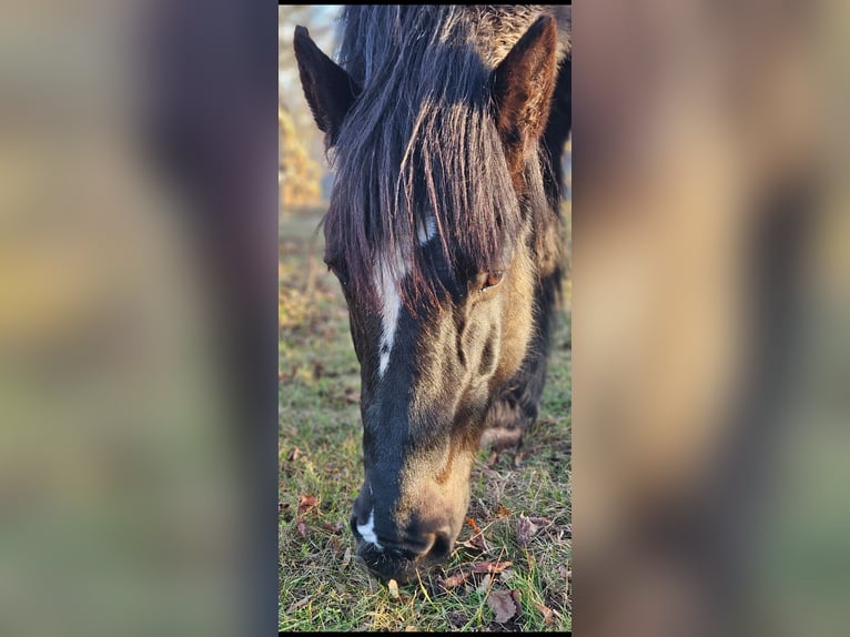 Polacco da Tiro Giumenta 13 Anni 153 cm in Bannewitz