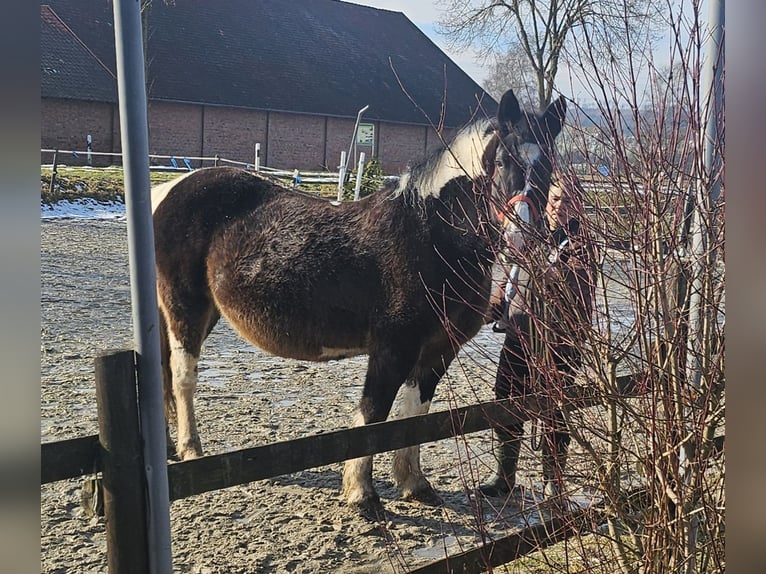 Polacco da Tiro Giumenta 13 Anni 160 cm Pezzato in Bad Grund
