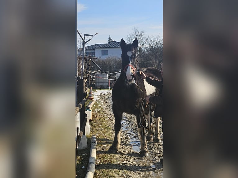 Polacco da Tiro Giumenta 13 Anni 160 cm Pezzato in Bad Grund