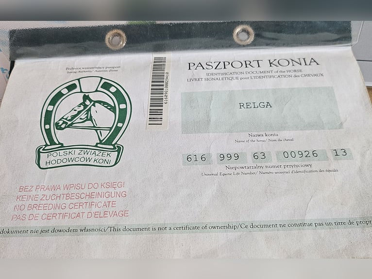 Polacco da Tiro Giumenta 13 Anni 160 cm Pezzato in Bad Grund