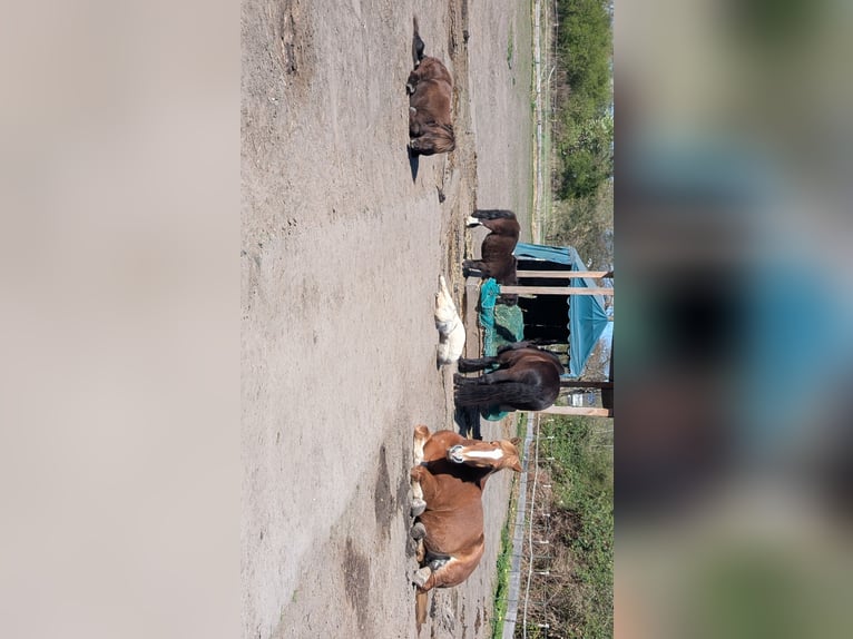 Polacco da Tiro Giumenta 13 Anni 160 cm Sauro in Schifferstadt