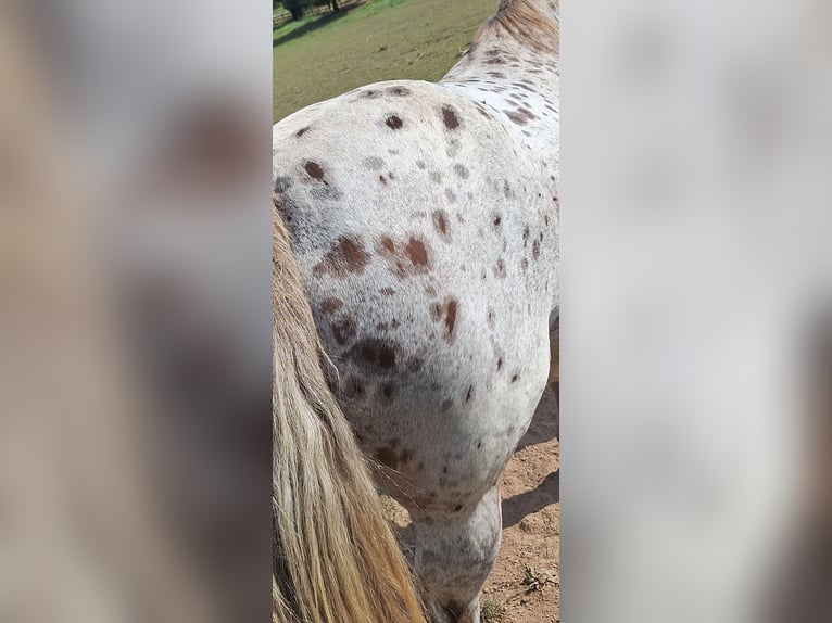 Polacco da Tiro Mix Giumenta 15 Anni 163 cm Leopard in Niederkumbd