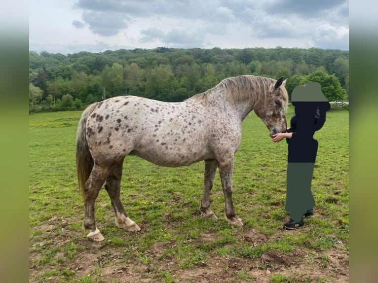 Polacco da Tiro Mix Giumenta 15 Anni 163 cm Leopard in Niederkumbd