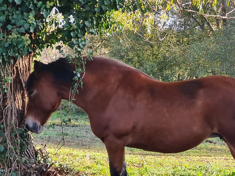 Polacco da Tiro Giumenta 15 Anni 165 cm Baio in Muldestausee