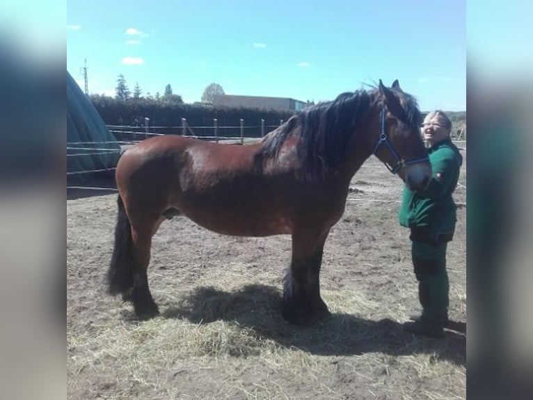 Polacco da Tiro Giumenta 15 Anni 165 cm Baio in Muldestausee