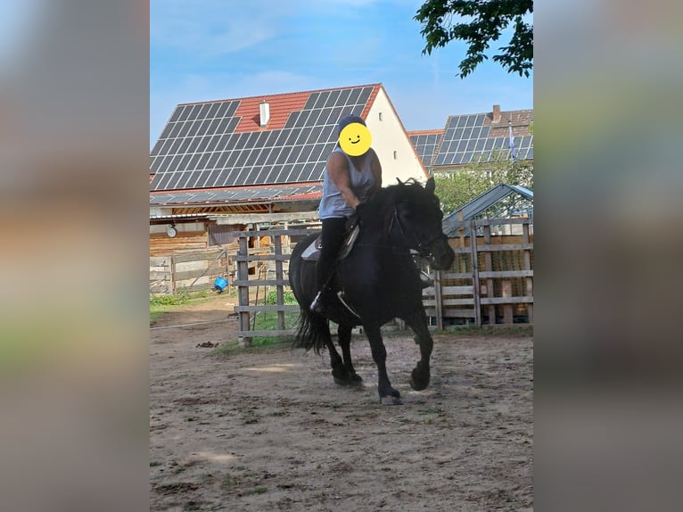 Polacco da Tiro Giumenta 18 Anni 151 cm Morello in Westheim