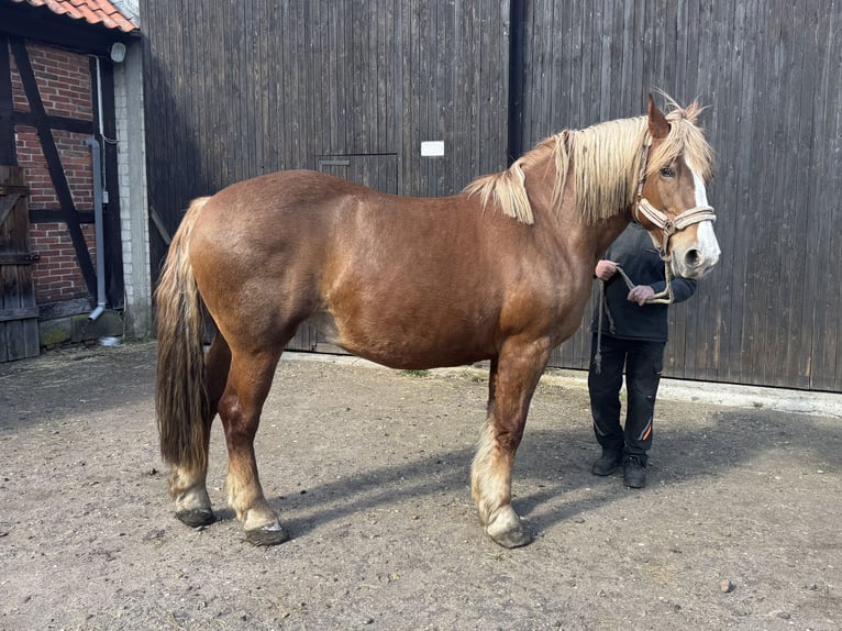 Polacco da Tiro Giumenta 18 Anni 163 cm Sauro scuro in Winsen (Aller)