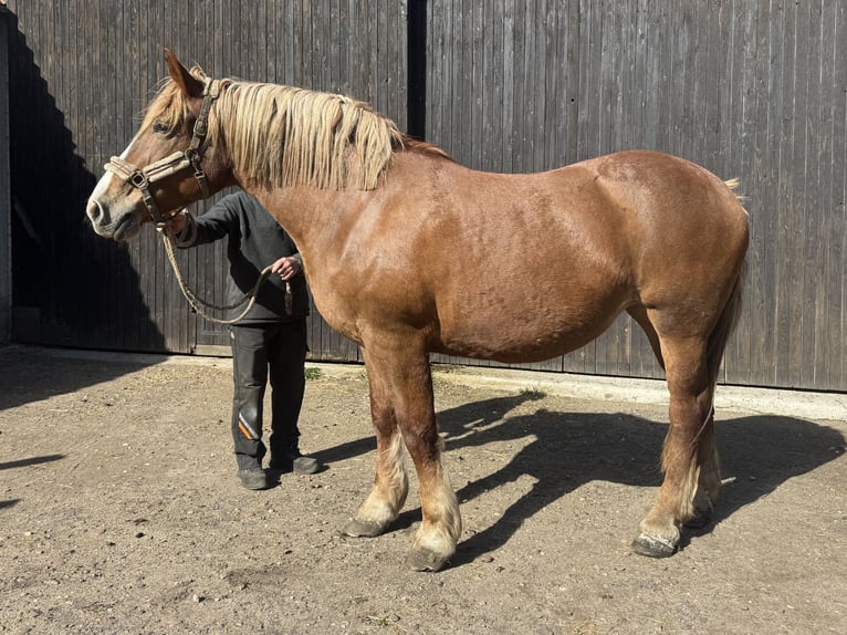 Polacco da Tiro Giumenta 18 Anni 163 cm Sauro scuro in Winsen (Aller)