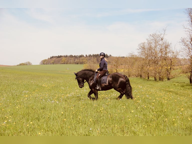 Polacco da Tiro Giumenta 19 Anni 157 cm Morello in Kefenrod