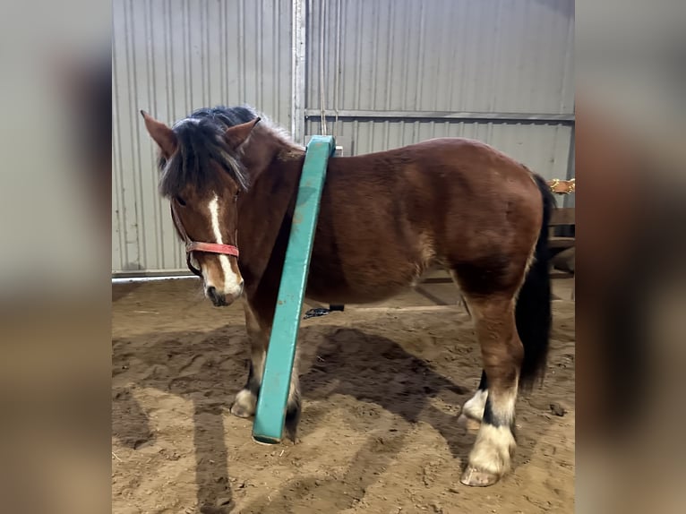 Polacco da Tiro Giumenta 2 Anni Baio in Sławoborze