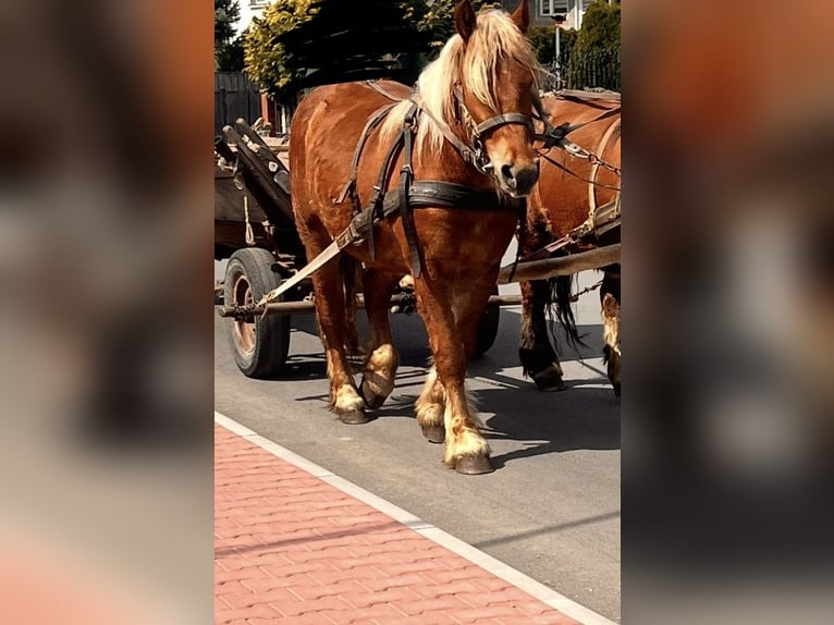 Polacco da Tiro Giumenta 2 Anni Sauro in Pionki