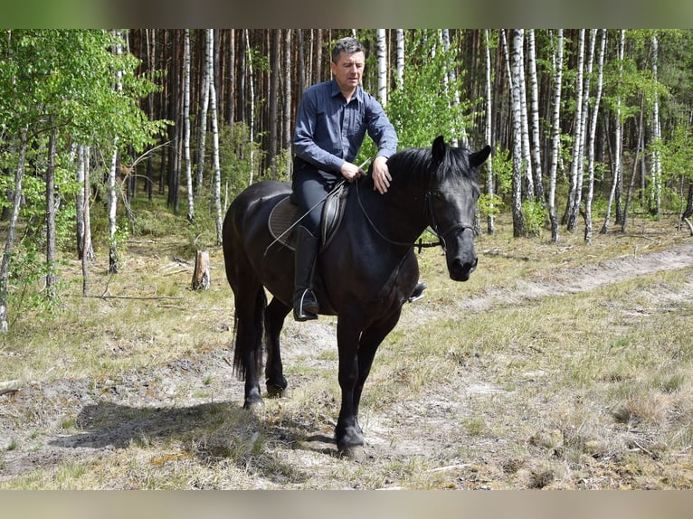 Polacco da Tiro Giumenta 3 Anni 155 cm Morello in Che&#x142;mno