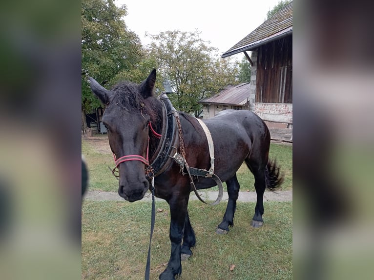 Polacco da Tiro Giumenta 3 Anni 157 cm Morello in Zalesie