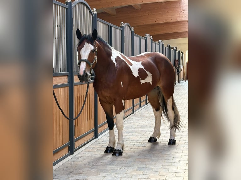 Polacco da Tiro Giumenta 3 Anni 158 cm Pezzato in Westerheim