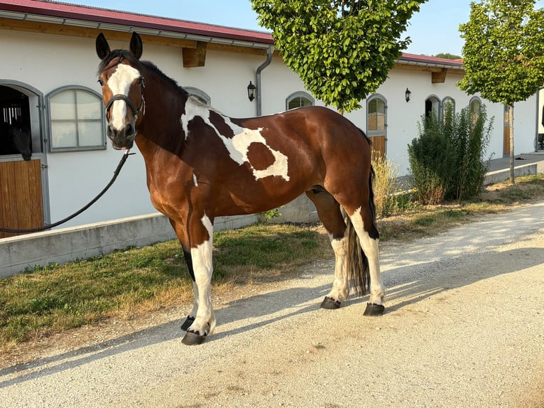 Polacco da Tiro Giumenta 3 Anni 158 cm Pezzato in Westerheim
