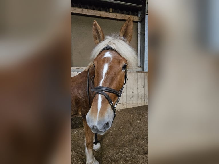 Polacco da Tiro Mix Giumenta 3 Anni 160 cm Falbo in Nieder-Olm