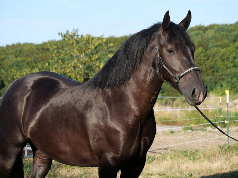 Polacco da Tiro Giumenta 3 Anni 160 cm Morello in Galenberg