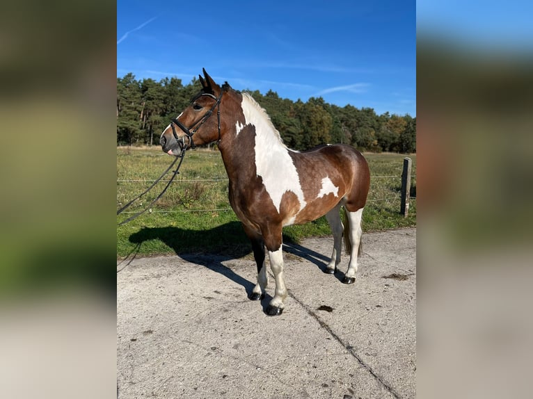 Polacco da Tiro Giumenta 3 Anni 160 cm Pezzato in Görzke