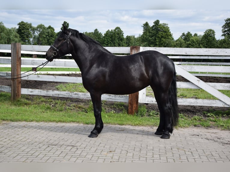 Polacco da Tiro Giumenta 3 Anni 162 cm Morello in Chełmno