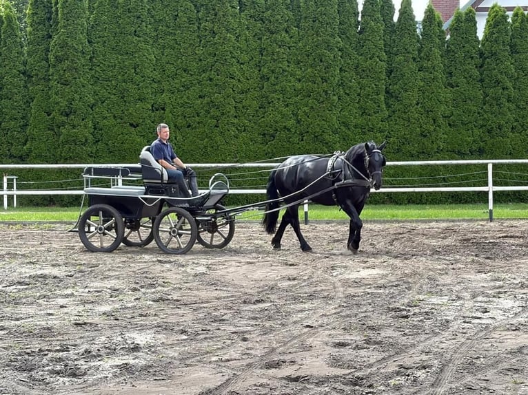 Polacco da Tiro Giumenta 3 Anni 162 cm Morello in Chełmno