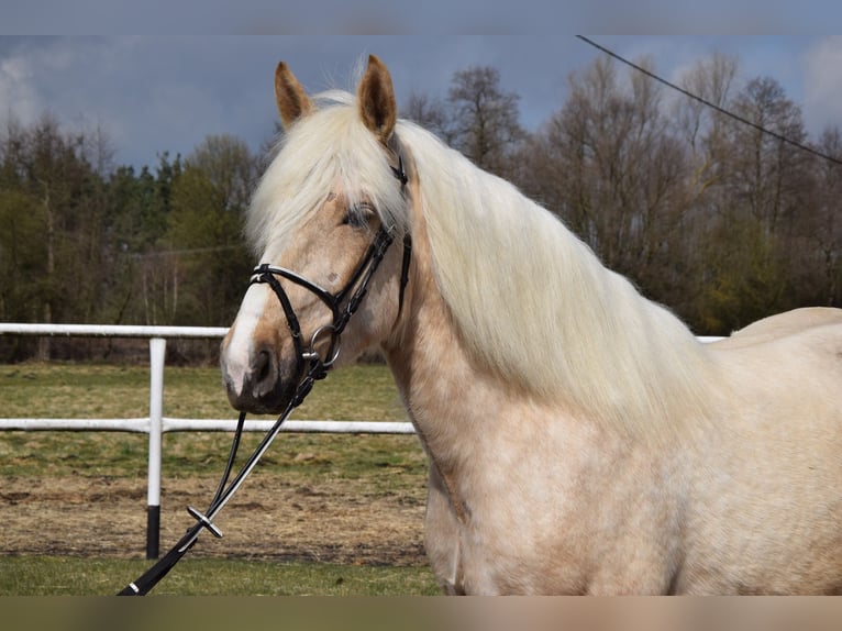 Polacco da Tiro Mix Giumenta 3 Anni 162 cm Palomino in Chełmno