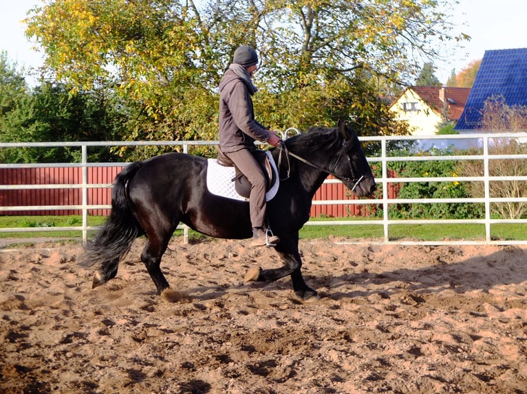 Polacco da Tiro Giumenta 4 Anni 152 cm Morello in Buttstädt