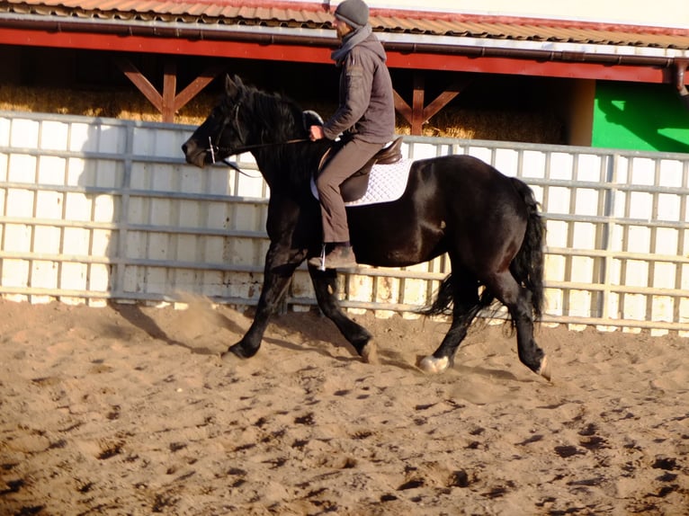 Polacco da Tiro Giumenta 4 Anni 152 cm Morello in Buttstädt