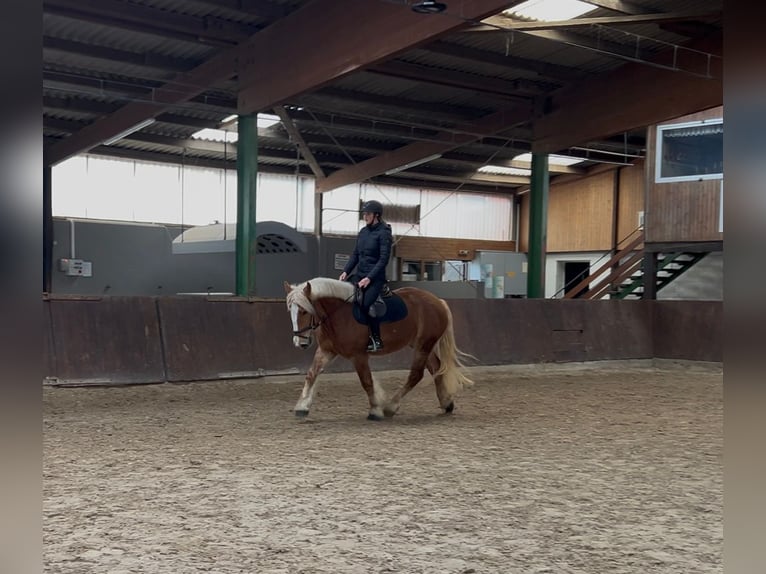 Polacco da Tiro Giumenta 4 Anni 155 cm Sauro in Osnabrück
