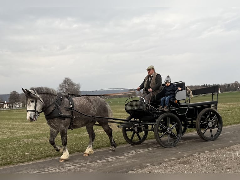 Polacco da Tiro Giumenta 4 Anni 156 cm Grigio pezzato in Riedlingen