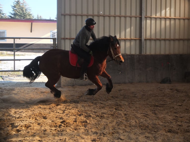 Polacco da Tiro Giumenta 4 Anni 157 cm Baio in Buttstädt