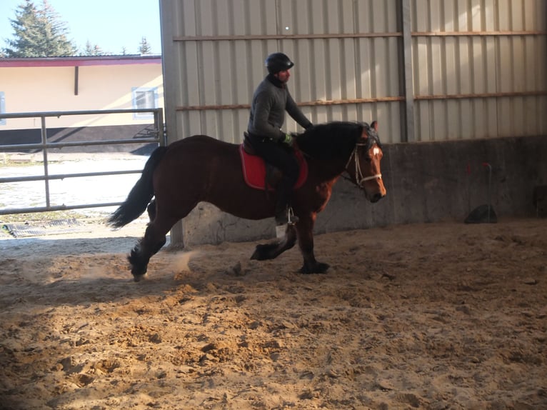 Polacco da Tiro Giumenta 4 Anni 157 cm Baio in Buttstädt