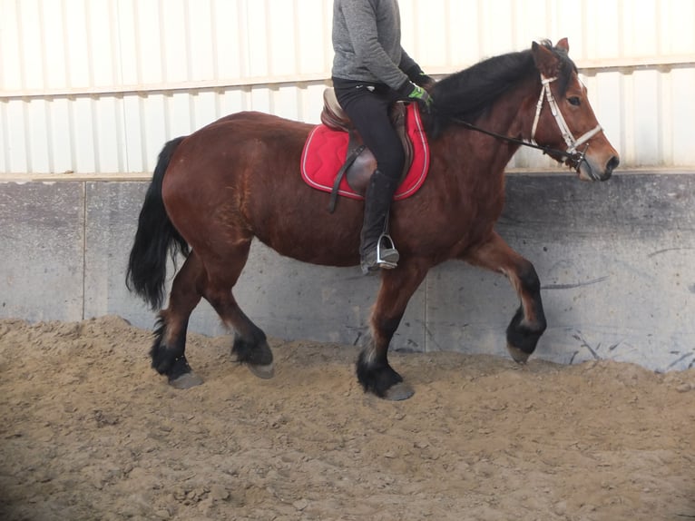 Polacco da Tiro Giumenta 4 Anni 157 cm Baio in Buttstädt