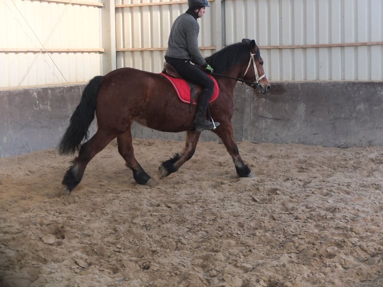 Polacco da Tiro Giumenta 4 Anni 157 cm Baio in Buttstädt