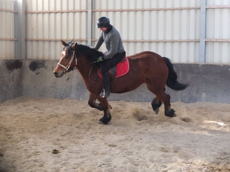 Polacco da Tiro Giumenta 4 Anni 157 cm Baio in Buttstädt