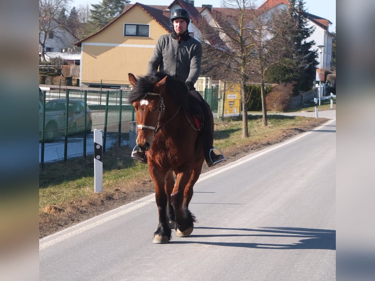 Polacco da Tiro Giumenta 4 Anni 157 cm Baio in Buttstädt