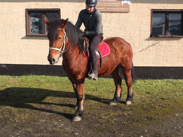 Polacco da Tiro Giumenta 4 Anni 157 cm Baio in Buttstädt