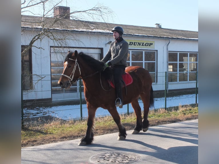 Polacco da Tiro Giumenta 4 Anni 157 cm Baio in Buttstädt