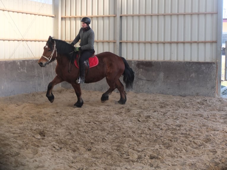 Polacco da Tiro Giumenta 4 Anni 157 cm Baio in Buttstädt