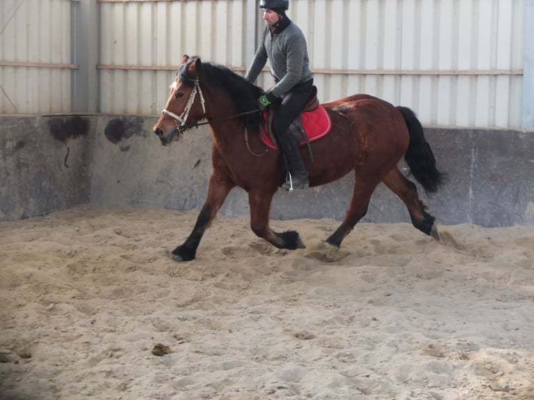 Polacco da Tiro Giumenta 4 Anni 157 cm Baio in Buttstädt