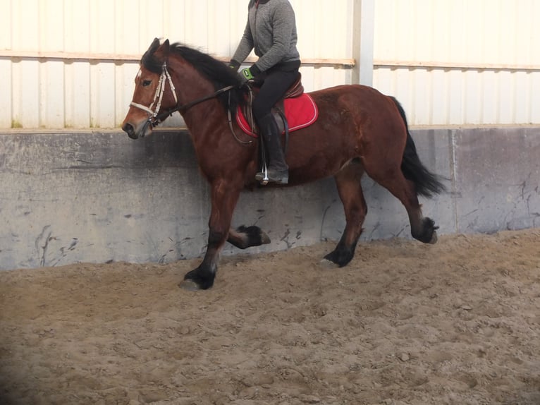 Polacco da Tiro Giumenta 4 Anni 157 cm Baio in Buttstädt