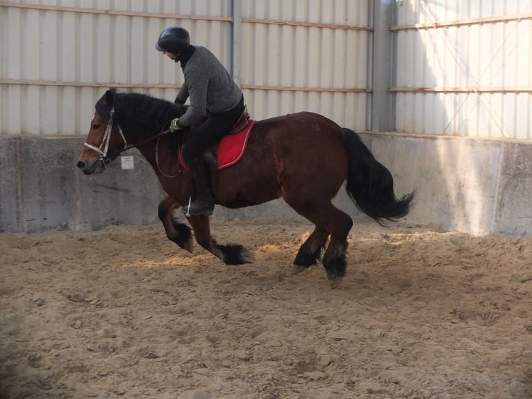 Polacco da Tiro Giumenta 4 Anni 157 cm Baio in Buttstädt