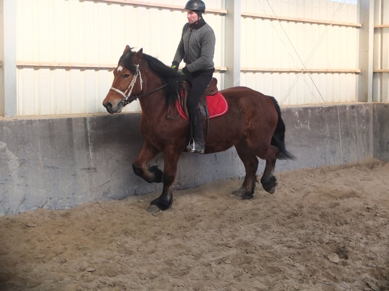 Polacco da Tiro Giumenta 4 Anni 157 cm Baio in Buttstädt