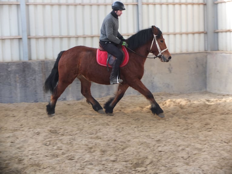 Polacco da Tiro Giumenta 4 Anni 157 cm Baio in Buttstädt