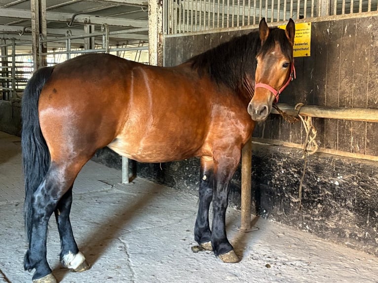Polacco da Tiro Giumenta 4 Anni 160 cm Baio in Nebra